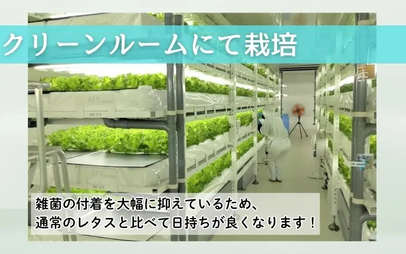 アノレタス（リーフレタス）新鮮シャキシャキ 栽培期間中無農薬低カリウムレタス 12袋×3ヶ月連続お届けセット【kkry-tkb0001】