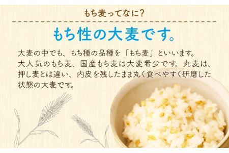 腸活美人 福井産六条大麦もち麦 5個セット [A-034003] 