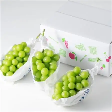 【2026年発送】山梨市産「シャインマスカット(種なし)」 約1.5kg (約500g×3房)_甘いシャインマスカット あまいシャインマスカット 美味しいシャインマスカット おいしいシャインマスカット 人気のシャインマスカット 瑞々しいシャインマスカット _【配送不可地域：離島・沖縄県】【1117303】