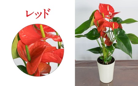 愛んすりうむS アンスリウム 湖東フラワー 滋賀県 東近江市 A-D12 観葉植物 鉢植え 花 プレゼント ギフト お祝い お供え インテリア フラワー グリーン リビング 玄関 飾り おしゃれ