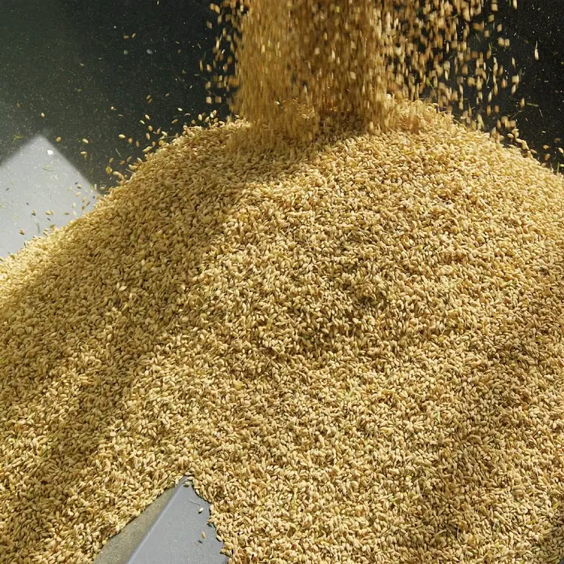 紀州のお米 熊野米5kg /  田辺市 熊野 熊野米 ブランド米 米 ひかり新世紀 お米 コシヒカリ型品種 和歌山 紀州 おこめ ご飯【tgm003-2】