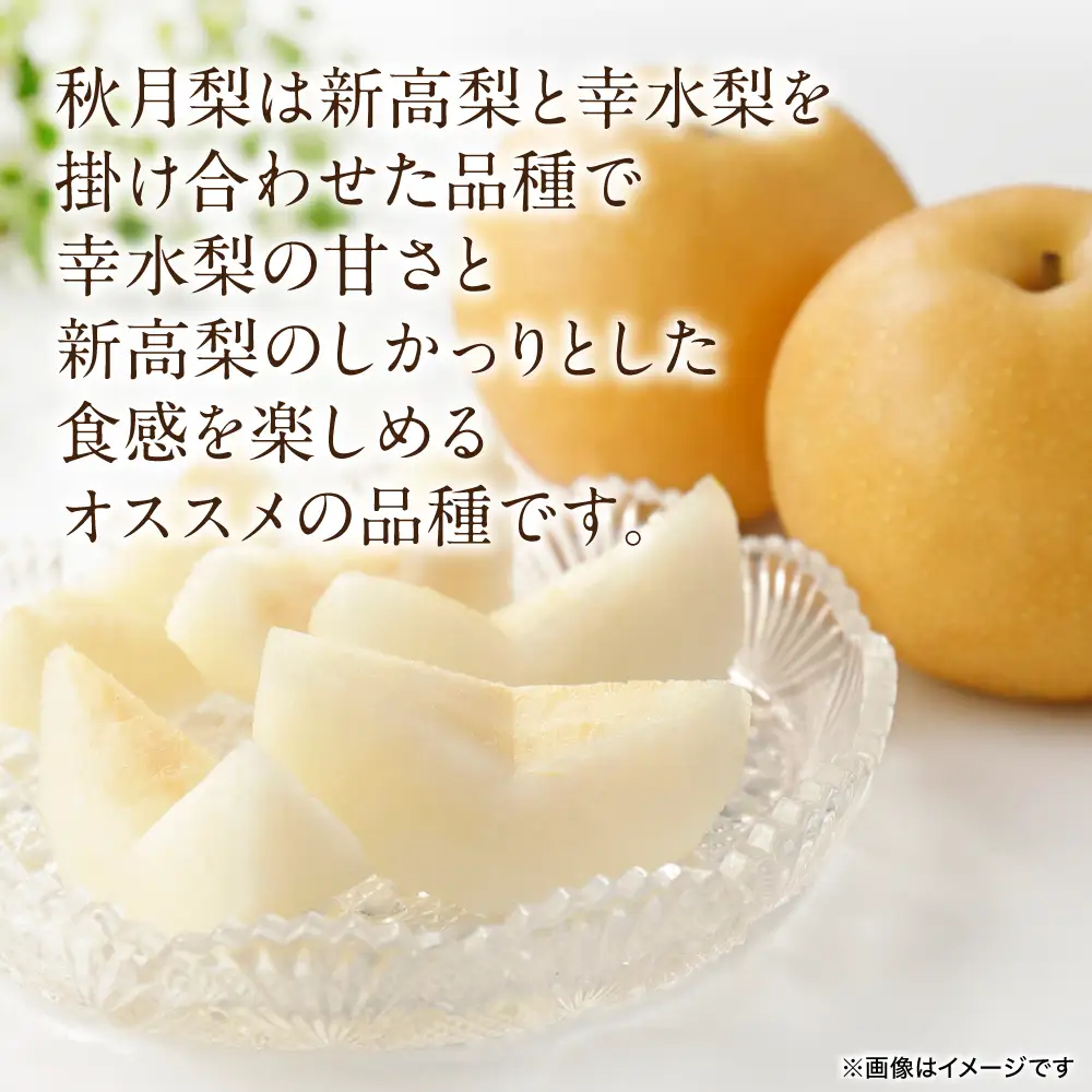 【先行予約】 秋月梨 約5kg (6～22玉)  梨 なし ナシ フルーツ くだもの 果物 旬 熊本県 八代市 【2026年8月下旬より順次発送】