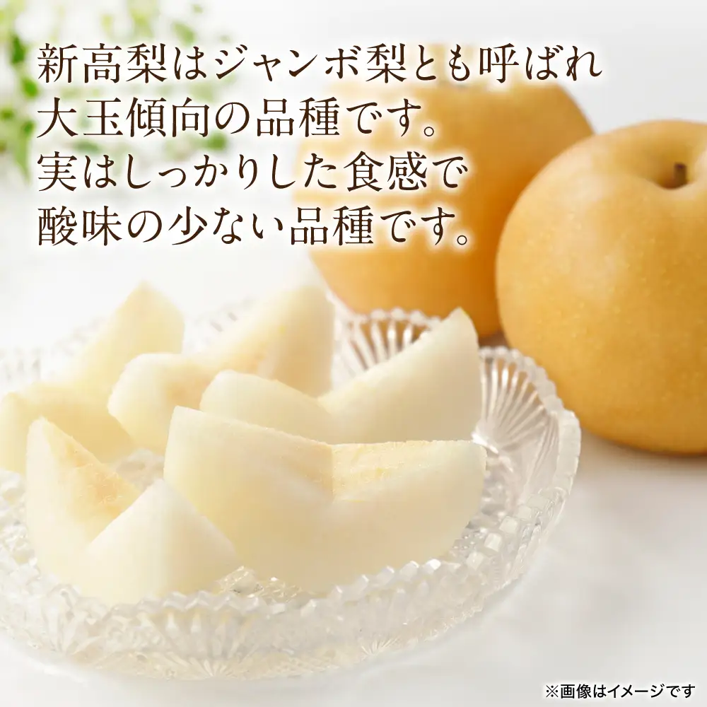 【先行予約】 新高梨 約5kg (5～20玉)  梨 なし ナシ フルーツ くだもの 果物 旬 熊本県 八代市 【2026年9月中旬より順次発送】