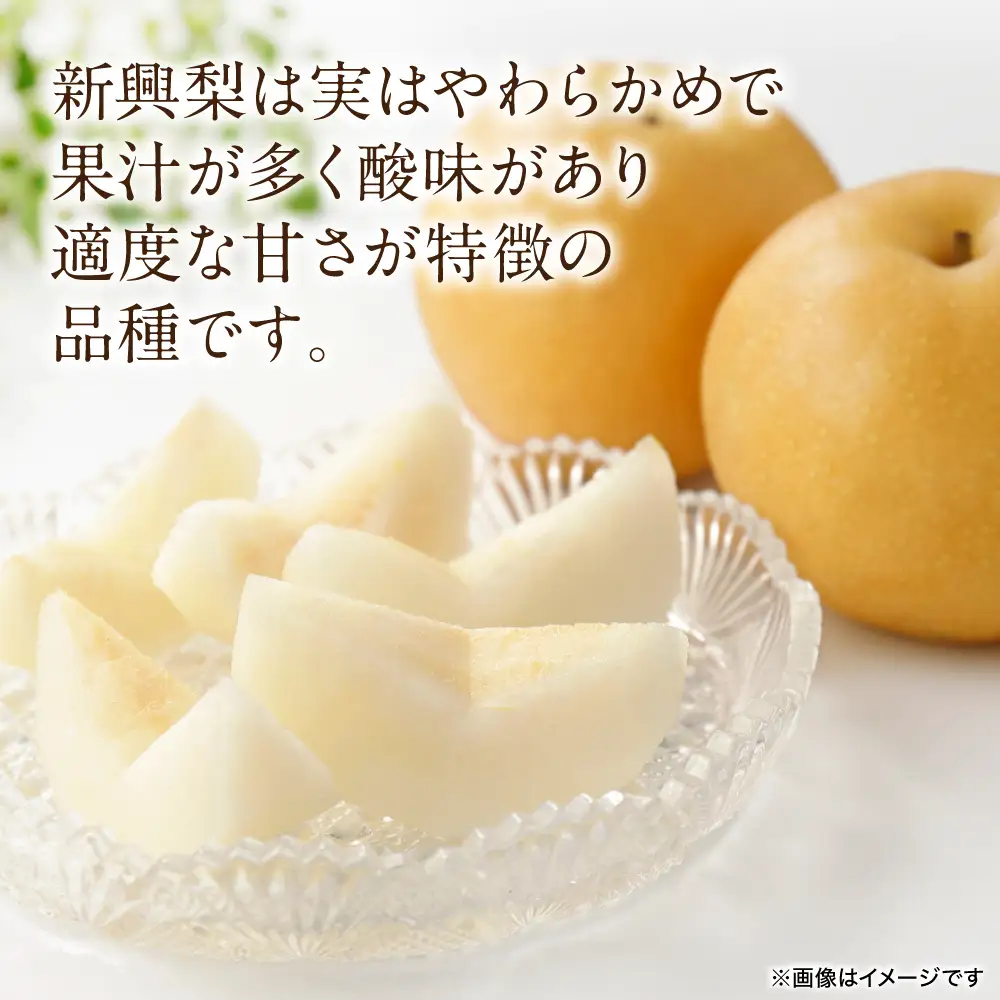 【先行予約】 新興梨 約5kg (6～22玉)   梨 なし ナシ フルーツ くだもの 果物 旬 熊本県 八代市 【2026年10月上旬より順次発送】