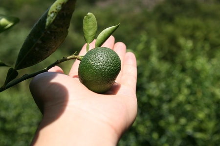 【期間限定発送】 へべす ひなたGAP認定 ふぞろい 5kg [へべすの悠美園 宮崎県 日向市 452060724]
