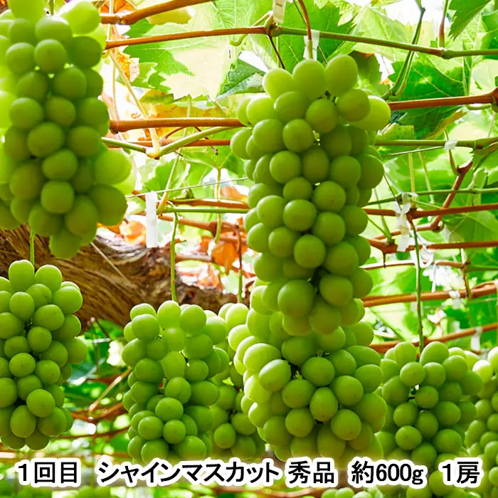 【定期便3回】秋から始まる！山形もぐもぐフルーツ定期便 【令和8年産先行予約】FU23-926 くだもの 果物 フルーツ 山形 山形県 山形市 2026年産