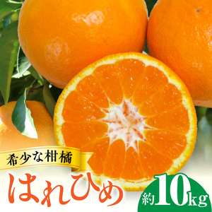 希少な柑橘「はれひめ」約10kg