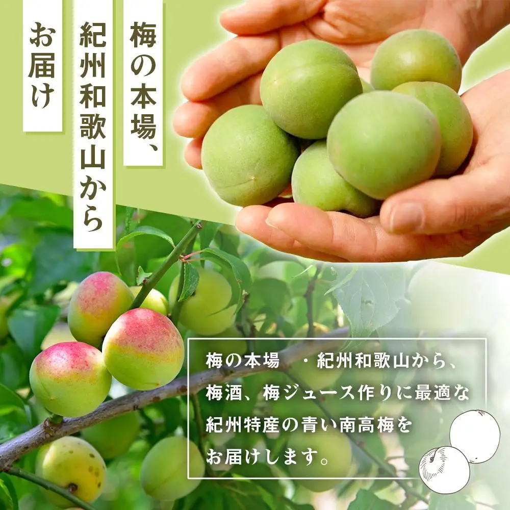 青い南高梅 2kg  L〜2L寸 紀州特産 梅酒 梅ジュースに最適！ 【先行予約：2026年6月1日以降順次発送】