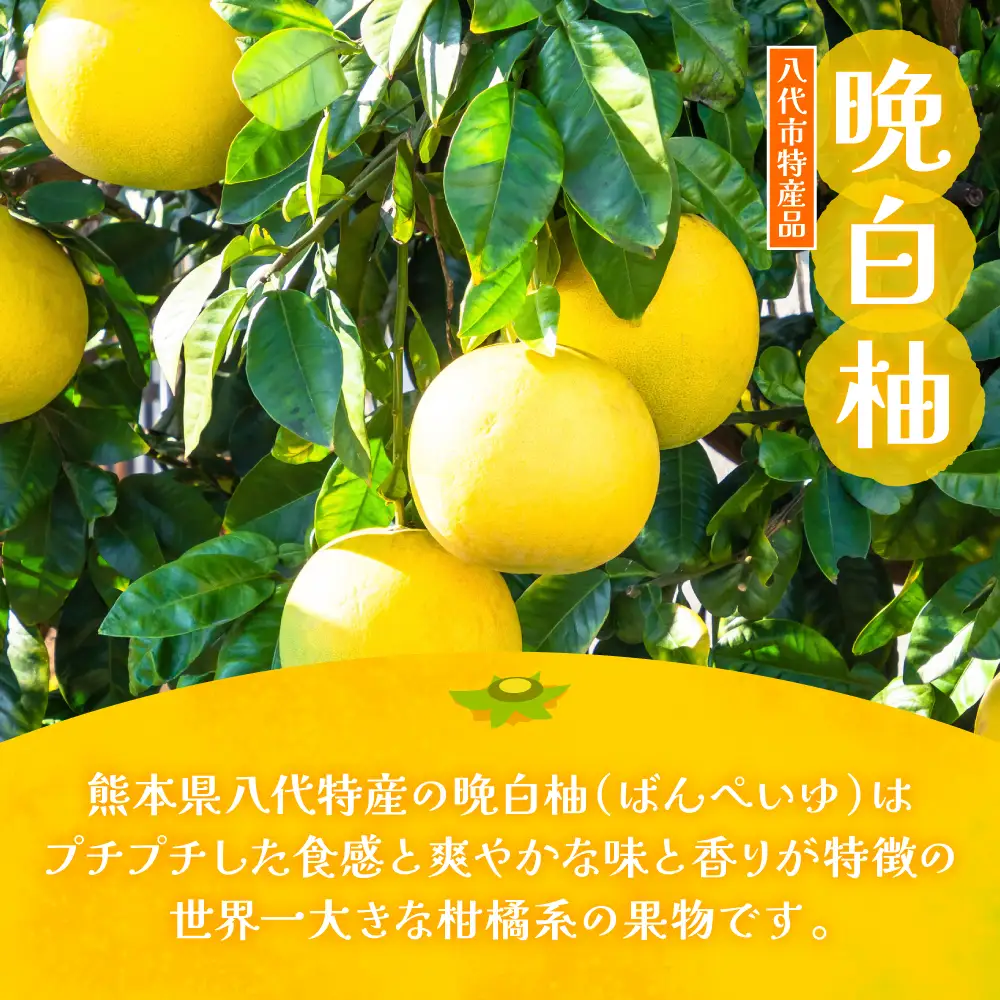 熊本県 八代市産 晩白柚ペースト「マキシト」＆トマトピューレ「リコプレン」セット ばんぺいゆ 柑橘 手作り