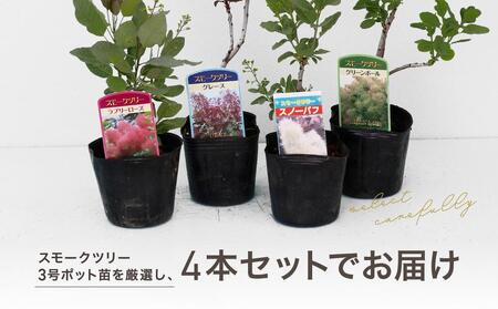 おまとめ 全4点 スモークツリー 苗 苗木 雌株 スモークツリー3号ポット苗4本おみつくろいセット | 苗木 ツリー 花木