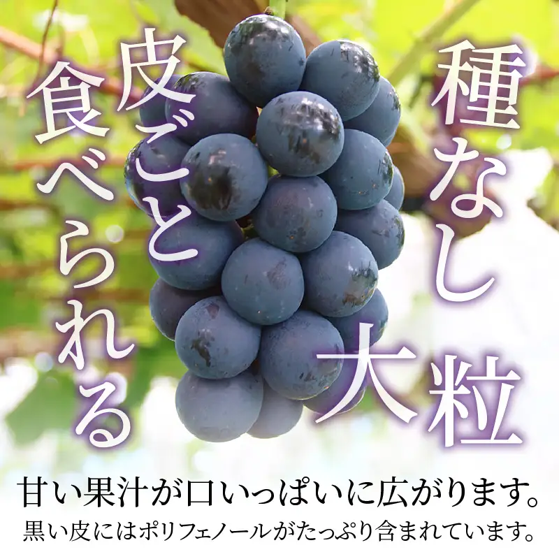 【先行予約】【種なし】【朝採れ】【秀品】上野梨園のナガノパープル 約1kg 農園直送【上野の葡萄】 / ぶどう フルーツ 果物 くだもの 贈答 お土産 種なし 旬 皮ごと食べる ポリフェノール 美容 レスベラトロール ぶどう狩り 巨峰  甘い 大粒 新鮮 濃厚※2026年8月下旬より順次発送 [aw077-a023]