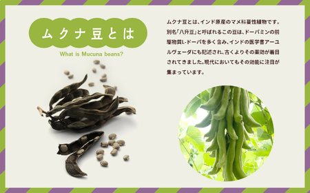 あだたらムクナ豆粉100g×2袋【ADATARAふぁーむ】