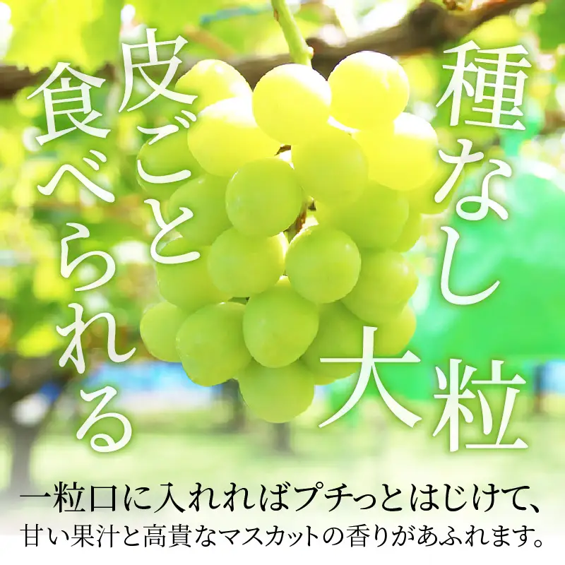 【先行予約】【種なし】【朝採れ】【秀品】上野梨園のシャインマスカット 農園直送【上野の葡萄】 / ぶどう フルーツ 果物 くだもの 贈答 お土産 種なし 旬 皮ごと食べる 　美容 ぶどう狩り 巨峰に負けない 爽やかな甘さ 大粒 新鮮 朝採れ 厳選※2026年9月上旬より順次発送 [aw077-a011]
