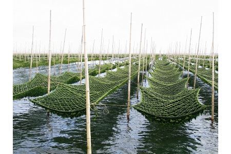 磯の香りセット 海苔　海苔【1-109】