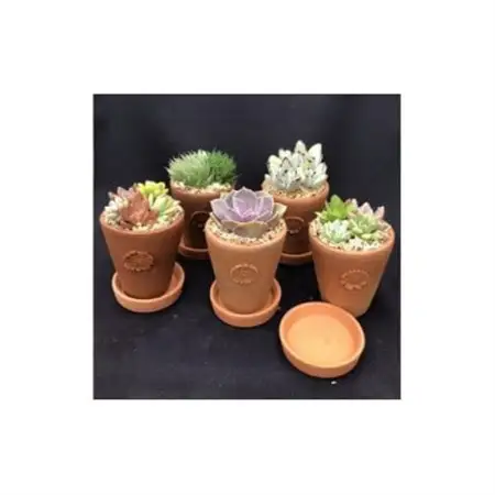 サボテン相談室のオリジナルテラコッタ多肉植物の寄せ植え5点セット(受け皿付き)_花・観葉植物 観葉植物・苗木  _【1338177】