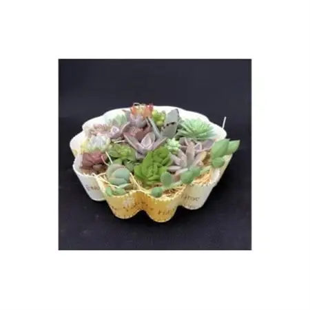 サボテン相談室の多肉植物寄せ植え用カット苗セット(20個)_花・観葉植物 観葉植物・苗木  _【1338178】