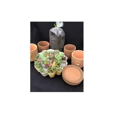 サボテン相談室の多肉植物寄せ植え用カット苗とテラコッタ、用土セット_花・観葉植物 観葉植物・苗木  _【1338185】