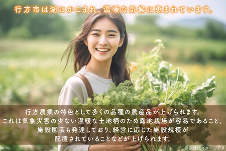 CU-134　【12ヶ月定期便】野菜王国なめがたの旬野菜の定期便（さつまいも入り）