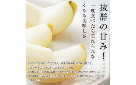FKP9-651 【先行予約】 極あまっ！甘太 (約2.5kg)  ナシ なし 梨 和梨 和なし 和ナシ ブランド梨