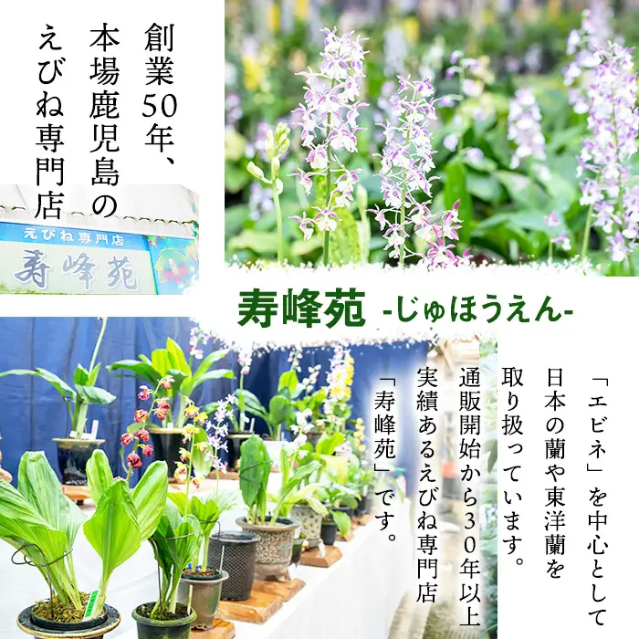 【個数限定】えびね蘭 4本～5本 プラチナコース 苗 鉢入り【00-045-06】