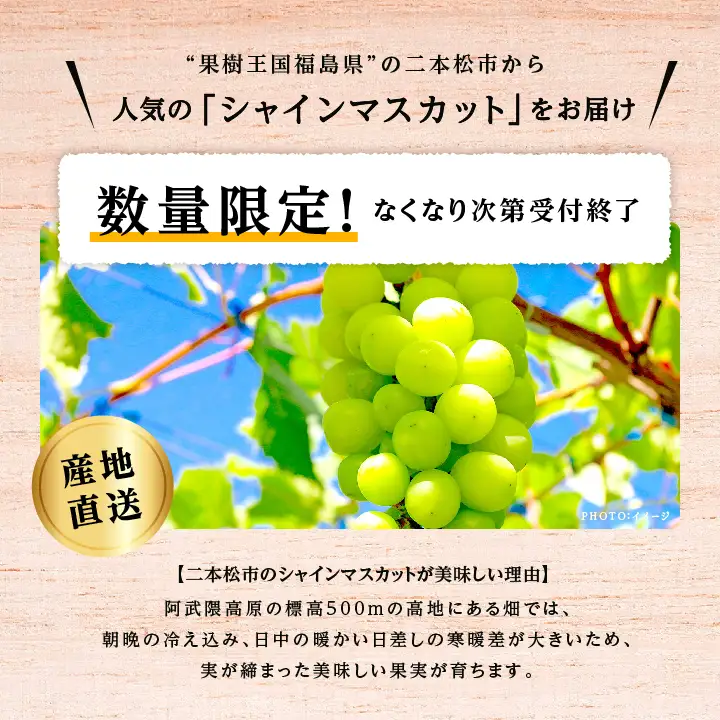 《2026年9月中旬以降順次発送》羽山のぶどう シャインマスカット 1.5kg【羽山果樹組合】
