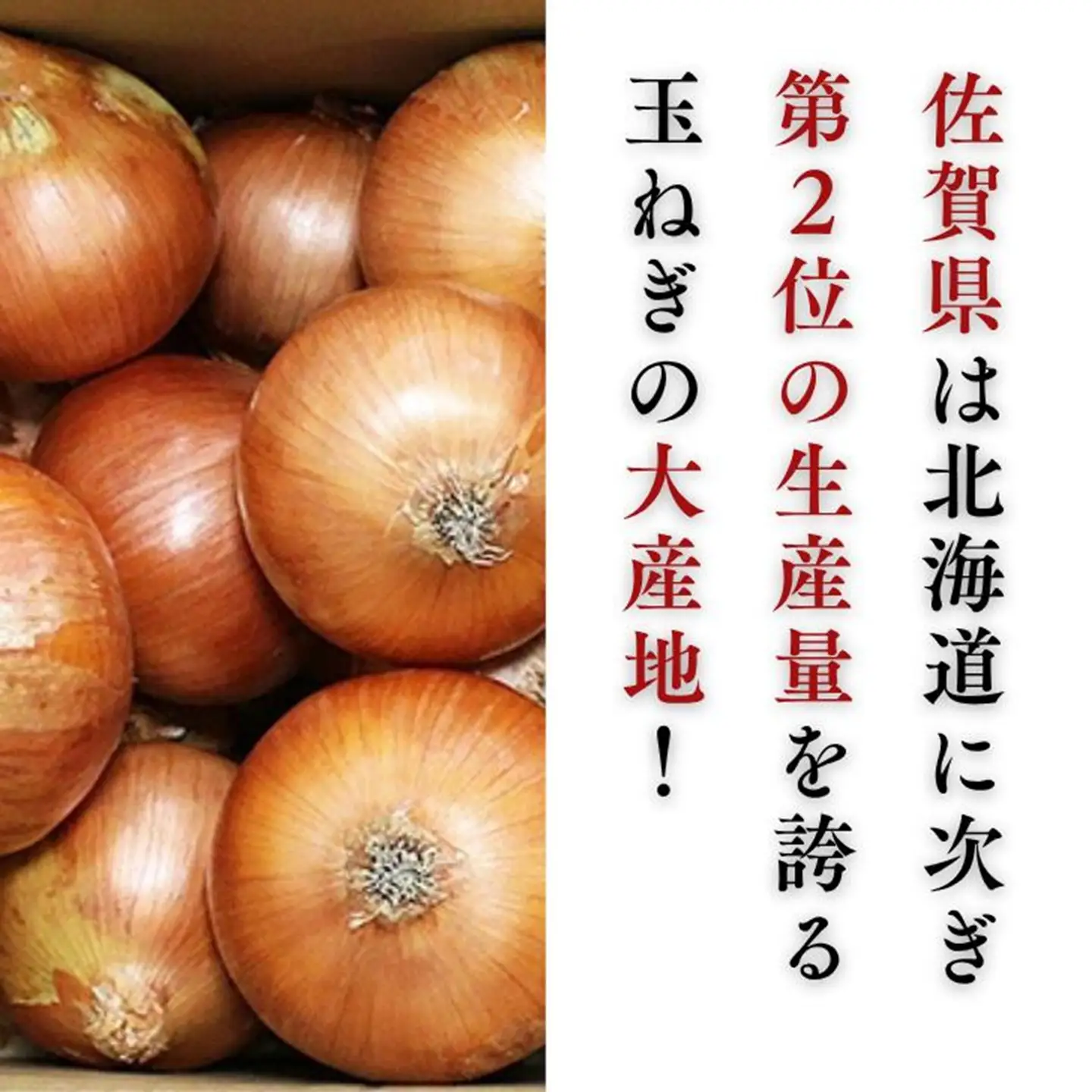 【期間限定】佐賀県産 たまねぎ 10kg 旬 佐賀県 佐賀市 玉ねぎ：A085-059