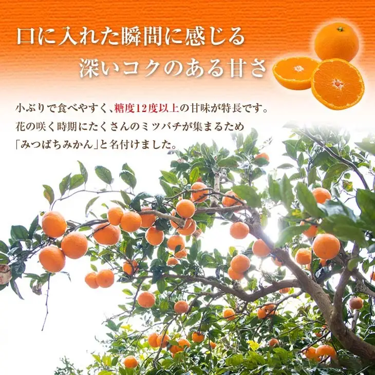 先行予約 みつばちみかん 計3kg以上 傷み補償分入り 期間限定 数量限定 果物 くだもの フルーツ 蜜柑 ミカン 柑橘 オレンジ_AAV9-25