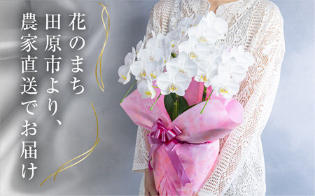 中村洋ランの胡蝶蘭 白色 3本立ちミディ胡蝶蘭