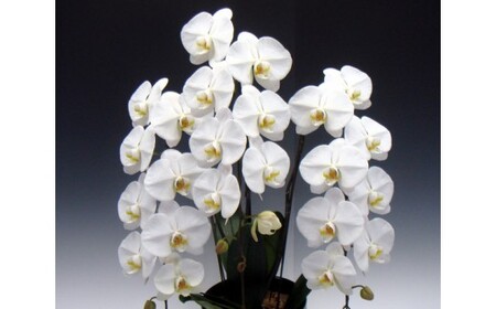 中村洋ランの胡蝶蘭　大輪　3本立ち　白 ／ 胡蝶蘭