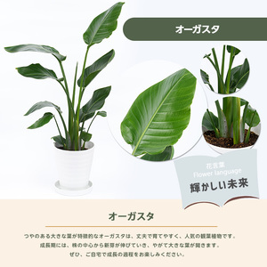 2026年4月上旬～発送【観葉植物】オーガスタ 70cm～90cm 鎌ヶ迫園芸場 IB086-013 観葉植物 植物 鉢付 インテリア 室内 オフィス おしゃれ プレゼント ギフト 開店祝い 移転祝い マイナスイオン 観葉植物 ※北海道・沖縄・離島配送不可