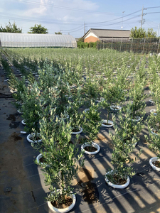 おすすめオリーブ8号 ※離島への配送不可 _BZ12