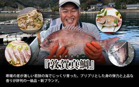 [043-b002] 釜飯 特上鯛めしの素 薬味付き × 2セット 