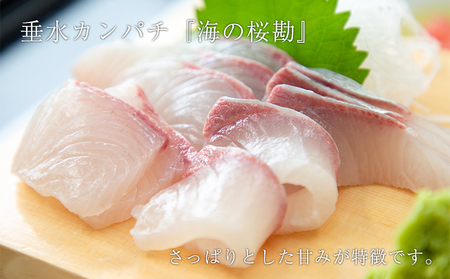 B2-0116／垂水カンパチ『海の桜勘』10人前 お刺身コース