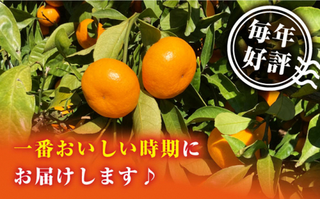 原口みかん 約5kg [CCZ004]  みかん