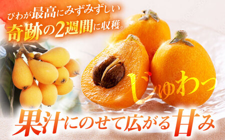 先行予約 びわ 1kg＜パッパラパー農園＞ [CFI002] びわ ビワ びわ