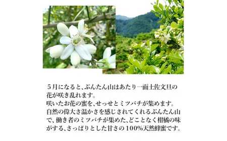 【先行予約】爽やかな香り広がる100%天然蜂蜜 ぶんたん山の蜂蜜　360g　〈2026年6月頃から順次発送〉  / はちみつ ハチミツ 高知県産 国産 天然はちみつ 土佐 高知 【白木果樹園】【白木果樹園】 [BQAI057]
