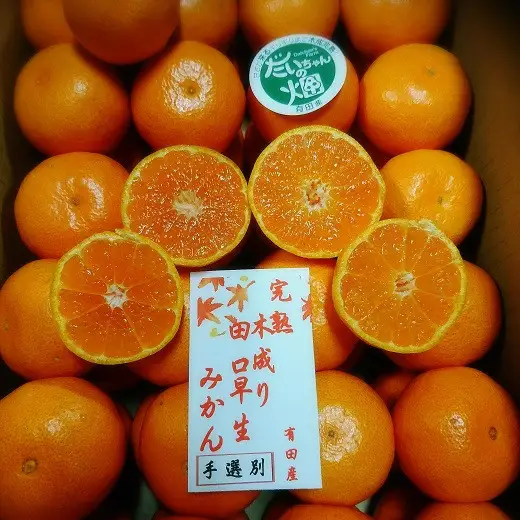 ［先行予約］有田みかん  秀品 3kg（箱込み）+痛み保障増量　木成り完熟［贈答用］大ちゃんの畑農園