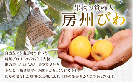 【2026年5月下旬～6月中旬発送予定】房州びわ(露地)12粒入2Lサイズ以上1箱 mi0010-0010