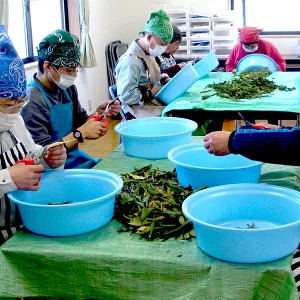 びわ葉茶 mi0011-0001 お茶 飲料 びわ 茶葉 ティーパック