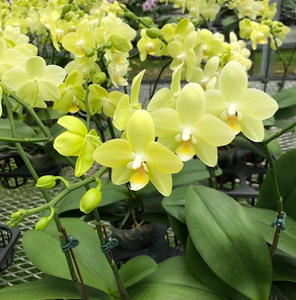 ミディ胡蝶蘭2本立 mi0013-0001 花 植物 4寸鉢 ｺﾝﾊﾟｸﾄｻｲｽﾞ お祝い ｷﾞﾌﾄ 贈答