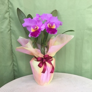 大輪カトレアピンク系　2輪付き mi0013-0002 花 植物 6寸鉢 ｶﾄﾚｱ 洋ﾗﾝ お祝い ｷﾞﾌﾄ 贈答