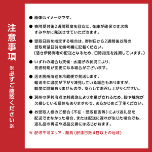 房州産大伊勢えび　約2kg 海老 海産物 海鮮 高級食材 贈答品 mi0014-0004