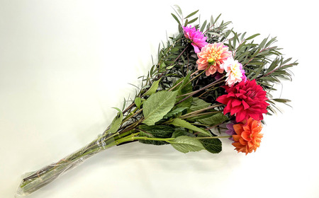 南房総産季節の生花2回定期便（2月：ダリア12本、7月：ひまわり20本） 花 植物 季節 ﾌﾗﾜｰ 花束 切り花 mi0070-0004