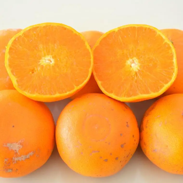 (訳あり・ご家庭用)一度は食べていただきたい「有田産のせとか」約5kg★2027年2月中旬頃より順次発送