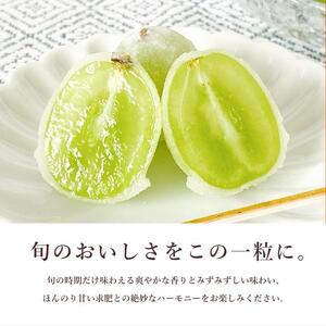 【先行受付】ひとつぶの シャインマスカット 選べる個数 10個入 8月頃～順次発送予定 好評にて夏の定番商品化決定！共楽堂 シャインマスカット もぎたて 夏季限定 晴王 求肥 スイーツ 和菓子 018012