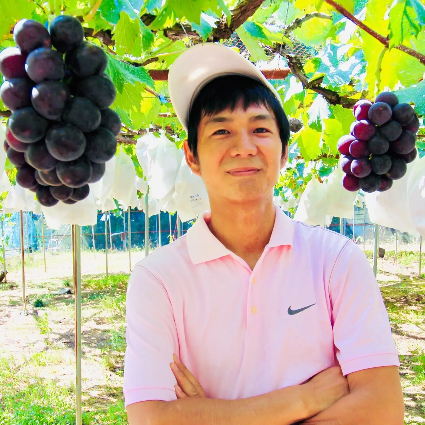  【8月下旬に発送】ジューシーな高級ぶどう 約2kg(3~5房)/ぶどう 藤稔 黒ブドウ 果物 くだもの フルーツ 有機 【kmf004】