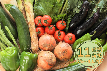 【先行受付・2026年発送】定期便６カ月　ちいさな畑セット（Lサイズ　３～４人前）（NK-T508）