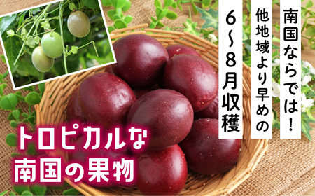 【先行予約】《令和8年度》 種子島産パッションフルーツ 1ケース ( 12個入り )  パッションフルーツ 果物 フルーツ 食品 グルメ お取り寄せ お中元 人気 おすすめ 返礼品 南種子町 鹿児島 かごしま 【有限会社新栄物産】