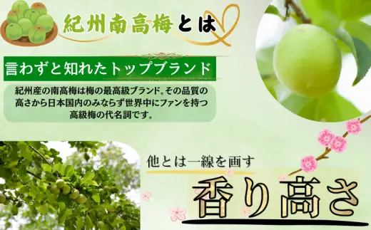  南高梅 青梅 紀州 10kg (L～2Lサイズおまかせ) 紀美野町産 【JAながみね】 / 梅 紀州南高梅 和歌山県産 梅干し 梅酒 梅シロップ 梅ジュース ※2026年6月中旬～6月下旬に順次発送 ※沖縄・離島配送不可 【jan005A】