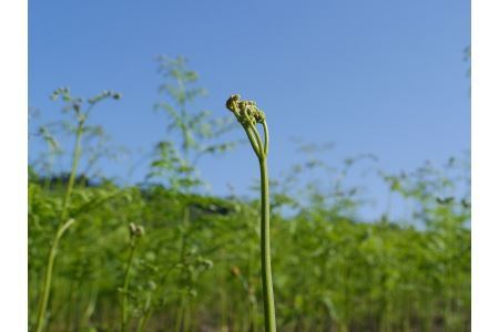 【先行予約】採れたて山菜　あく抜きわらび　200ｇ×4束　限定100